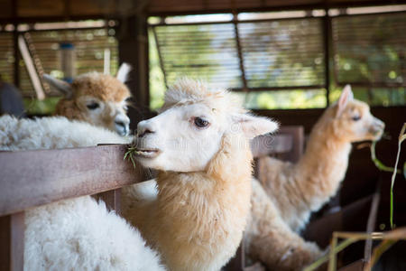 谷倉(cāng)羊駝飼養(yǎng)指南 從環(huán)境到健康管理的全面解析