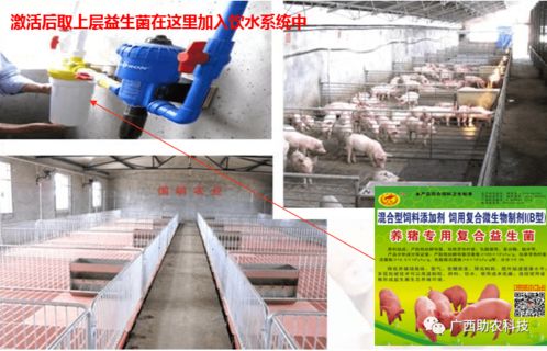 養(yǎng)豬專用復(fù)合益生菌 酶菌融合預(yù)消化技術(shù)引領(lǐng)低成本生態(tài)健康養(yǎng)殖新篇章