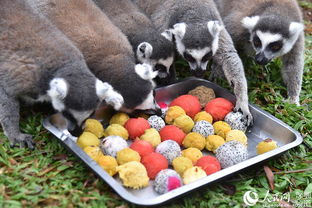 深圳野生動(dòng)物園的“特別菜單” 特色湯圓，讓動(dòng)物們過(guò)個(gè)溫馨元宵節(jié)