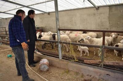 大通縣農(nóng)業(yè)農(nóng)村局 筑牢防疫保供雙防線，保障畜牧業(yè)生產(chǎn)平穩(wěn)有序